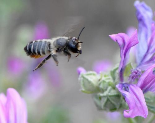 Megachile sp.
